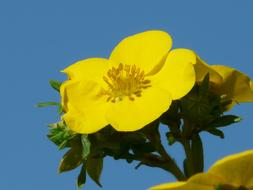 Close Up photo of magnificent Yellow flowers