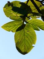 Close-up of the beautiful and colorful Viburnum Lantana leaves, at blue sky on background