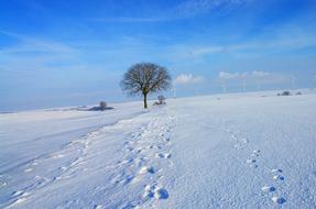 Beautiful, snowy landscape of the field with the tree, under the blue sky with clouds, in winter