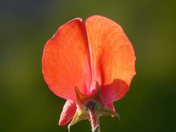 incredibly beautiful Vetch Flower