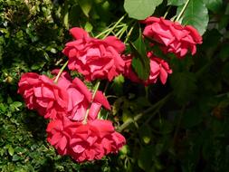 Red Roses at greenery in the bright sun close-up