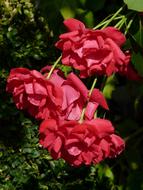 Roses Red in the bright sun close-up