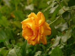 extraordinarily beautiful Rose Orange Yellow