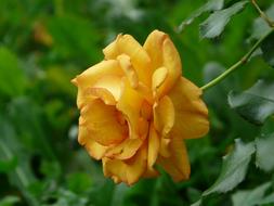 incredibly beautiful Rose Blossom