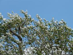 wind in green crowns on a sunny day