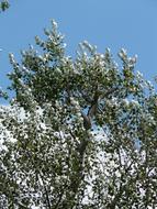 Tree with silver green foliage on a sunny day