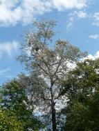 Beautiful Populus Alba tree, among the other colorful trees, under the blue sky with clouds