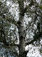 black and white, birch in pasture, close-up