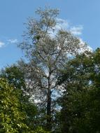 Beautiful, green Populus Alba trees, at blue sky with white clouds on background