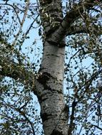 poplar close-up