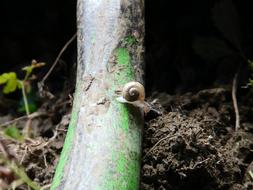 small Snail climbing down