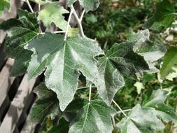 dark green maple leaves, close-up