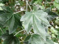 Leaves Green Close Up