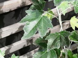 Leaf Green Close Up