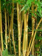 Close-up of the beautiful and colorful bamboo rods, with the green leaves, in light