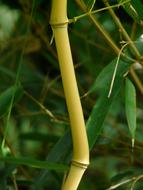 Close-up of the yellow bamboo rod with green leaves