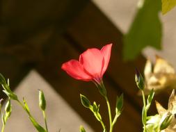 ravishing Red Leash Blossom