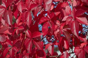 Close-up of the beautiful plant, with the red leaves and berries