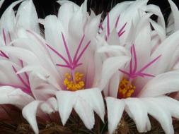 White and purple Cactus Flowers