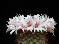 Close-up of the beautiful and colorful, blooming Mammillaria Albicans cactus, with the flowers, at black background