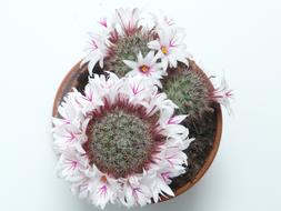 blooming cactus in the shape of a wreath, top view