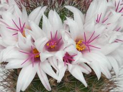 Cactus White pink Flower