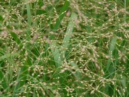Close-up of the green and yellow quaking grass