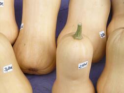 Beautiful, orange seal pumpkins with the signs