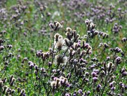 Thistle Acker Creeping flowers