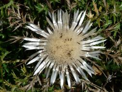 Thistle Silver Carlina flower