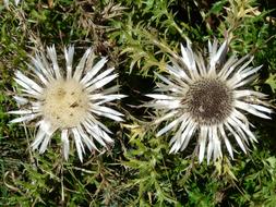 Thistle Silver Carlina flowers