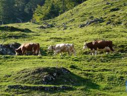 Beautiful, colorful and cute cows on the green meadow on Almabtrieb