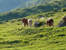 cows graze on a green meadow