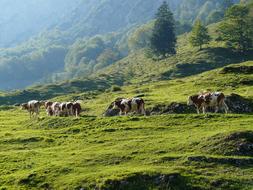 Cows green grass