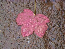 Maple Leaf on wet ground close-up