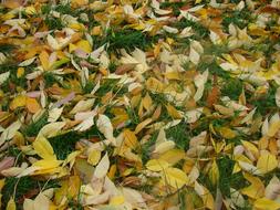 yellow fallen Leaves on Grass