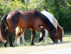 Wild Horses in the pasture on a sunny day