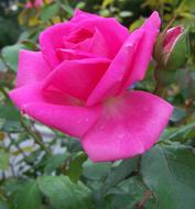 ravishing nice Rose Pink
