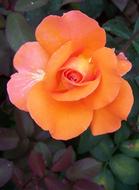 goodly Rose Flower orange
