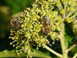 Pollination Bees