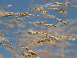 Grass Wind Blow dry