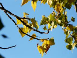 Close-up of the beautiful, green and yellow leaves on the branches, at blue sky on background