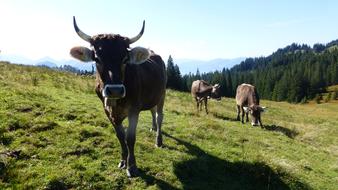 Panorama with the beautiful, cute and colorful cows on the green mountains with trees in AllgÃ¤u, Germany