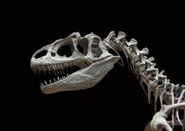 Dinosaur Skeleton black background