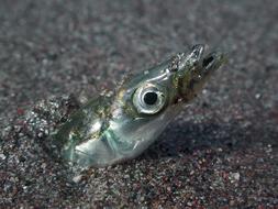 fish head in the sand close up
