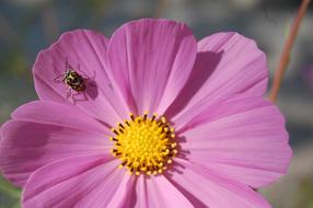 extraordinarily beautiful Spring pink flower and bag