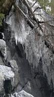 hanging ice from a tree branch in winter