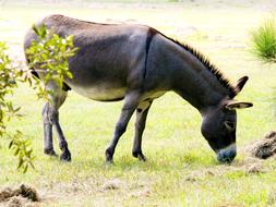 Beautiful, colorful and cute donkey on the green field, with rocks