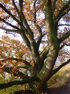 Oak Tree Autumn colors