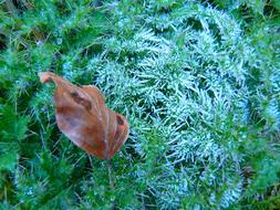 Hoarfrost Leaf and Moss